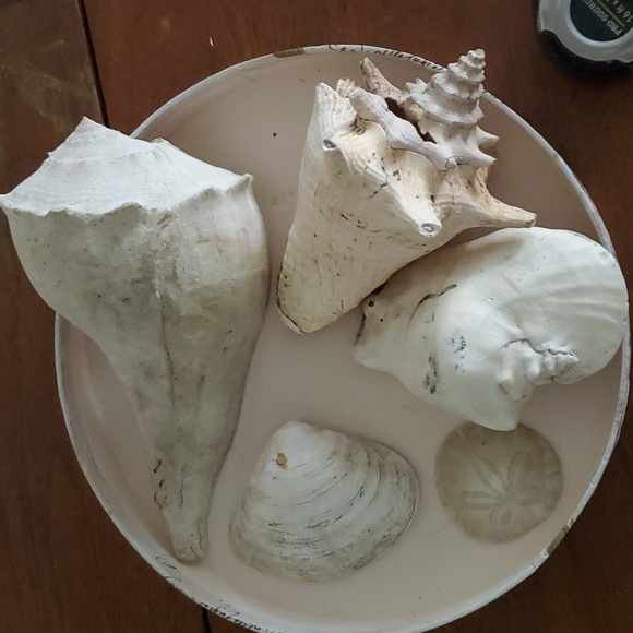 Large Real 🐚 Shells